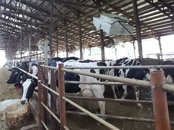 roof ventilation fan over cattle