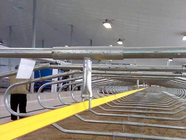 cattle stall bars