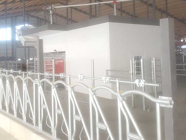 cattle feeding head racks