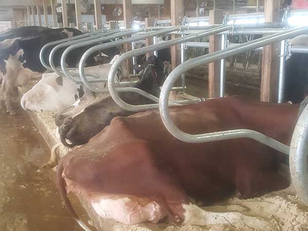 cattle laying in barn