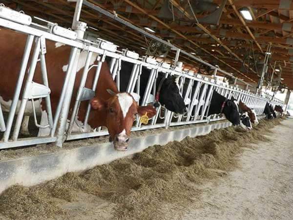 cattle feeding in barn