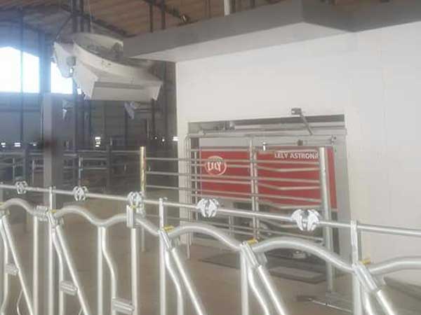 cattle feeding head racks